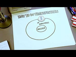 How to Start with the Attune NxT Flow Cytometer | Demo