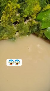 12K views · 37 reactions | Big fish eats small fish #fbreelsfypシ゚viralvideo #fbreelsfypシ゚viralシ #fbpost2025シ #followersシ゚ #friendsfollowersViewers #fbreelsfyp | Helen Muring | Facebook