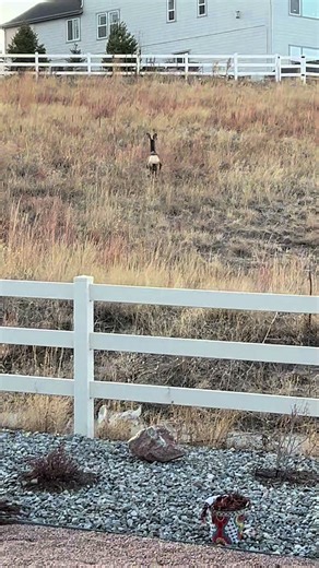 This lady has us TRAINED 🦌😂 Shows up a few times a week for birdseed… and we refill it every time.
