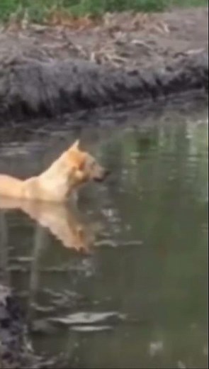 ワニ捕食シーン #crocodile #野生動物