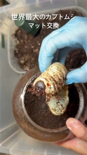 世界最大のカブトムシのマット交換。ぴったり100gの子が多くなってきました
