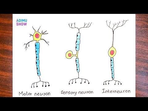 How To Draw Types Of Neurons