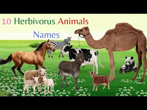The World of Herbivores - Meet the 10 Plant-Eating Animals | Learn Name, spelling and their sound