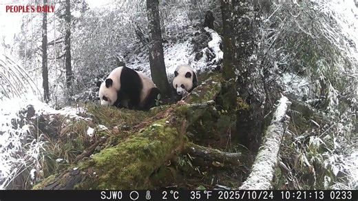 12 reactions | Local authorities have newly released rare footage of wild giant pandas enjoying playtime at their natural habitats, captured by infrared cameras in October in Songpan County, southwest China's Sichuan Province. | Embassy of The People's Republic of China in the Republic of Latvia | Facebook