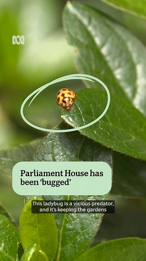 Are these Parliament’s hardest working residents? 🐞 At Parliament House in Canberra, the gardening team is using ladybugs as a form of natural pest control, keeping aphids at bay from the many plants. But not all ladybugs are quite as useful. Reporting by Lish Fejer for ABC Canberra Choose your news on the ABC NEWS app and stay in the know via the link in our bio. #ABCNewsACT #LadyBugs #Gardens | ABC Canberra
