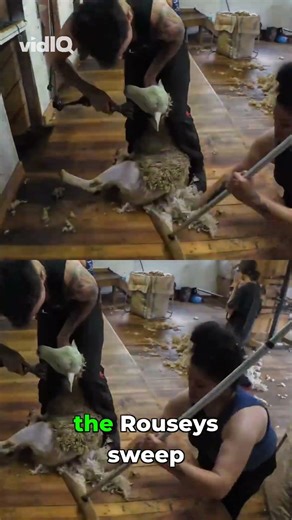 How nz Farmers Turn Sheep Wool Into Compact Bales #farming #satisfying #process #animals