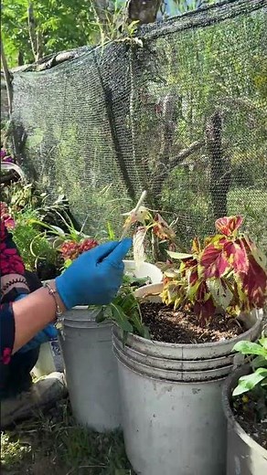 What to do when the koleo gets sad: gardening tips