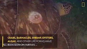 This green sea turtle is providing free transportation to a few hitchhikers. | National Geographic