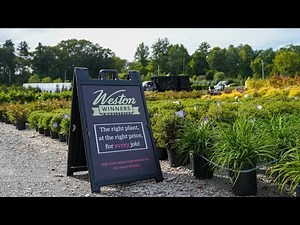 5 Landscape Problems and 5 Plants to Solve Them: Fall Weston Winners
