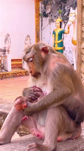 Oh little Steely tries to get up all by himself, but still looks so weak​ #shorts