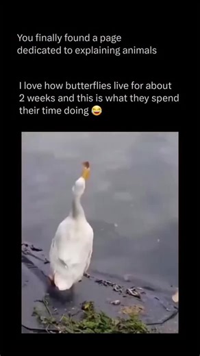 VIRAL ROACH (@viral.roach)’s videos with original sound - VIRAL ROACH