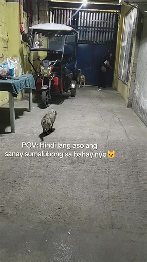 Welcome Home, Mama! Dogs and Cats Greeting You