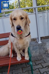 16K views · 265 reactions | This dog is a big baby!  via Shutterstock | Daily Mail Video | Facebook