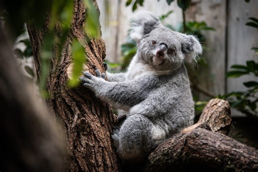 Die Koalas im Duisburger Zoo haben Nachwuchs
