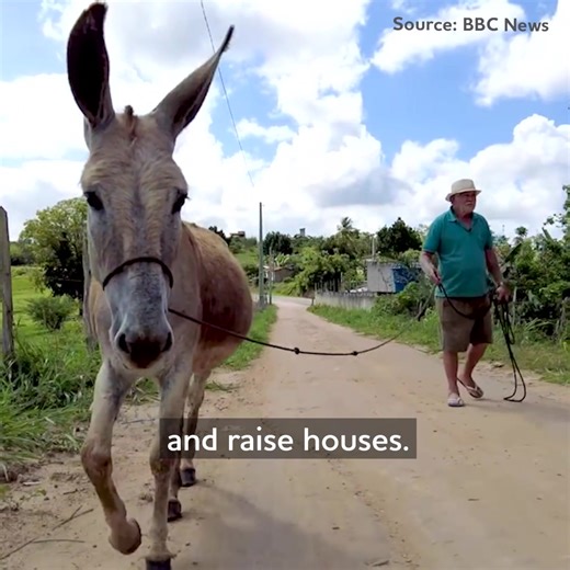 The donkey skin trade is decimating Brazil's donkey population - but there's still hope. 🚨 Skins Campaign Coordinator, Dr Patricia Tatemoto, explains how Brazil's leaders now have a rare opportunity to prevent a historic mistake and protect Brazil's donkeys, before it's too late. 👇 | The Donkey Sanctuary
