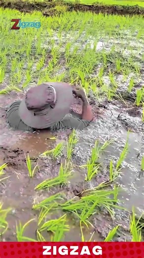 Traditional Rice Planting Process by Farmers in Terraced Paddy Fields