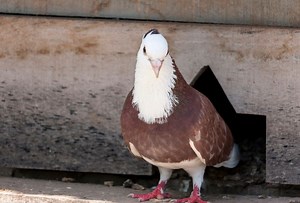 The 5 Best Pigeon Wormers - NE Pigeon Supplies