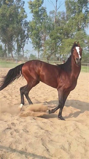 🐎 स्टैलियन प्रोफ़ाइल (Stallion )नाम: ओम देवपिता (Sire): काम देव open for stud service 8968381681