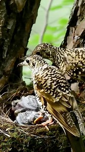 2.8K views · 38 reactions | Thrush Parents Satisfy Their Chicks' Hunger 殺 | Baby Bird Bites | Facebook