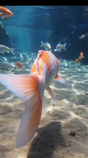 Exploring the Vibrant Life of a Coral Reef Ecosystem#MarineBiology #CoralReefs #OceanConservation