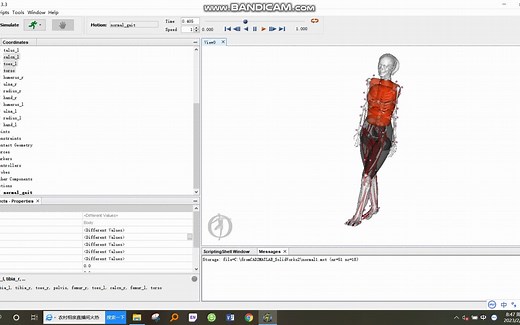 OpenSim人体皮肤肌肉骨骼一体化模型