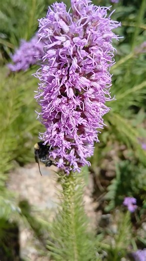 A Peaceful Walk Through ABQ BioPark | Relaxing Nature & Garden Views