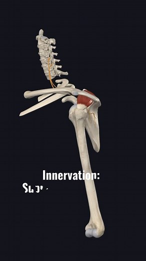 Bradley Blair Osteopath on Instagram: "The supraspinatus muscle is innervated by the suprascapular nerve, which originates from the upper trunk of the brachial plexus with contributions from C5 and C6 nerve roots. Below are detailed anatomical and functional aspects of its innervation: Origin of the Suprascapular Nerve: • The suprascapular nerve arises from the upper trunk of the brachial plexus, formed by the anterior rami of C5 and C6 spinal nerves, with occasional contribution from C4. Course