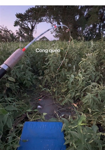 Câu Tôm và Lure Fishing Tại Suối: Hướng Dẫn Chi Tiết