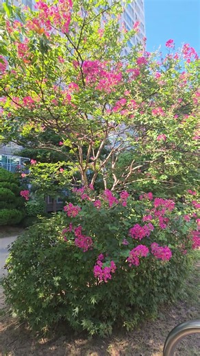 이대로 돌이되어서 문주란