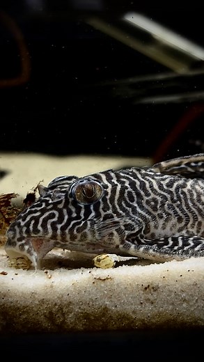 Time for some videos 📽️🤩 #fishroom #paraísopleco #aquaaficionados #pleco #cascudo #plecolife | Paraíso Pleco