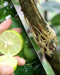 481K views · 5.6K reactions | Soilless rooting method - Now you no need soil to rooting | Grafting Examples | Facebook