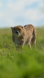 Eyes on 👀, the intense stare of a predator 😱. Amazing footage by @roxythezoologist on the plains of the Serengeti. Cheetahs are the world's fastest land animals, capable of reaching speeds over 110 km/h (70 mph) due to their lightweight, flexible bodies and semi-retractable claws that provide traction. Conservation status - vulnerable. Follow for more 🐅 @bigcatswildlife | Big Cats WildLife