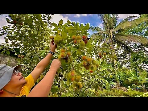 Harvesting the Sweetest Rambutan in the World: 3 Years lang, Napaka Daming Bunga!