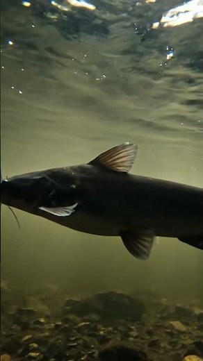 🐠RARE Ornamental Fish Reveal!🤯 93 Exotic Species You WON'T Believe! ✨