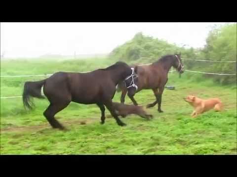 Accident entre cheval et chien