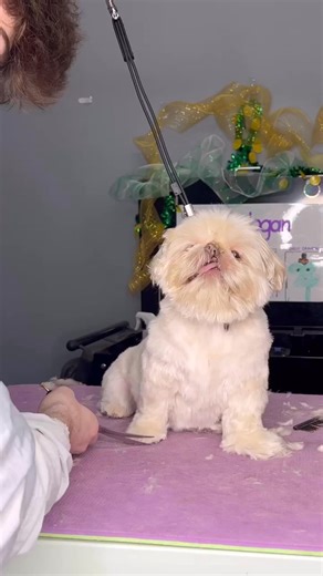 A baby with a cleft lip 😮! Odie is a a star and his extra special face shows his uniqueness 🤍 . What dog breed would you want to see next . Follow for more dog videos — | Dogs by Logan