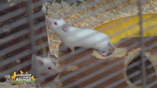 Benjamin, Geronimo, Trappola Stilton