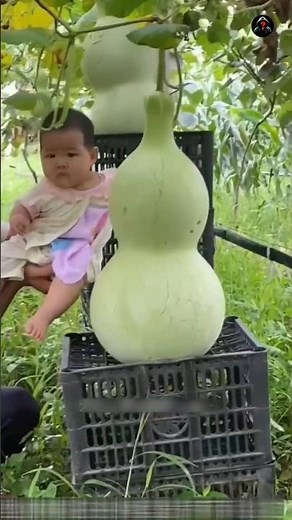 World's most unique water bottles made by gourd