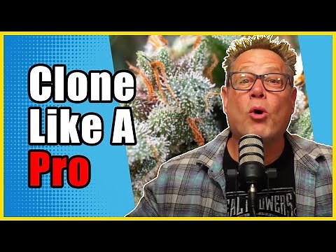 Three Cannabis Cloning Tips Only the BEST Growers Know About
