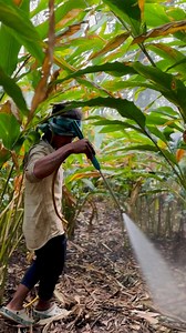 130K views · 1.6K reactions | “Spraying fertilizer for healthy cardamom growth.” #pestcontrol #agri #revenge #indianfarmer #cardamom #idukki #life #kerala #tamil | cardamom plantation | Facebook