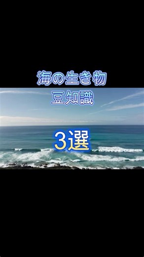 海の生き物豆知識3選