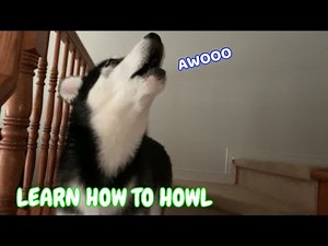 Teaching My Husky Puppy to Howl!