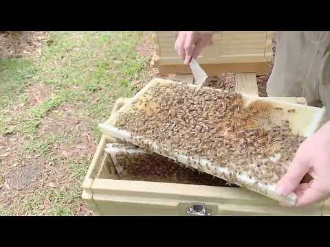 Introducing Saskatraz Queens to Apimaye Hive