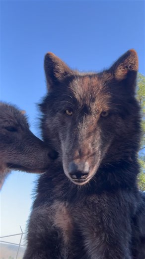 Women for Wolves on Instagram: "When you wake up to more sad wolf news and are tired of the anti-wolf agendas.  We feel you Chaos! Chaos is an ambassador wolf-dog rescue at our sanctuary who helps bridge the gap between people and wolves. Learn how you can get involved with our community and our actionable steps by visiting www.womenforwolves.org "