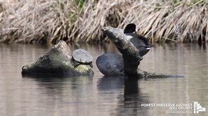 2K views · 44 reactions | American coots may look and act like a duck, but they most certainly are not ducks. | Forest Preserve District of Will County | Facebook