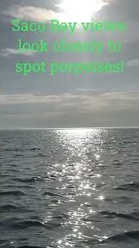 Views of Saco Bay including porpoises