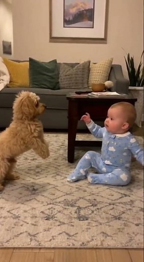 The Baby Yoda Effect