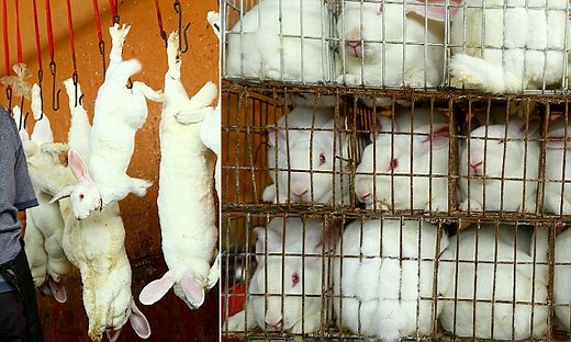 Graphic footage takes you inside a rabbit slaughter house
