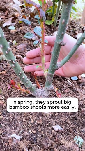 2.9K views · 11 reactions | Rose Pruning Tips #gardenphotography #gardenlovers #gardenerslife #gardenart #gardenbeauty | Gardening love | Facebook