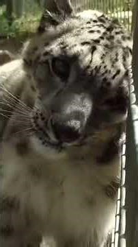 Cat Logic: Why Big Cats and Domestic Cats Are Exactly The Same